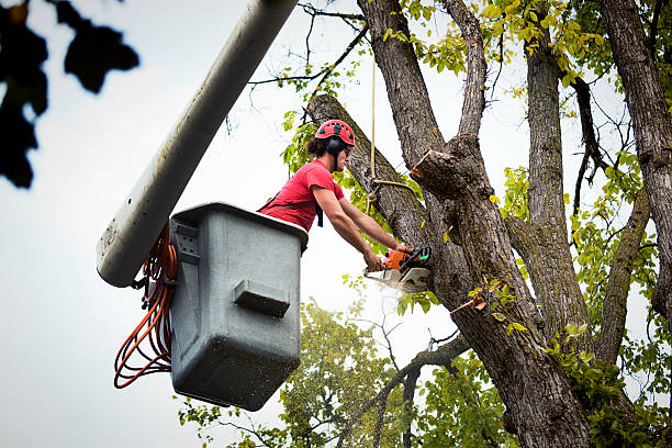 The Steps Involved in Our Tree Care Process in Chesterbrook, PA